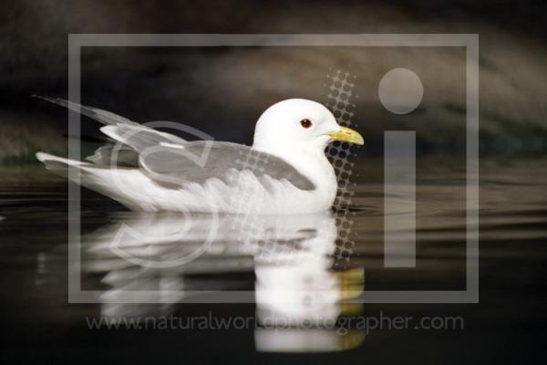 Red-Legged Kittiwake